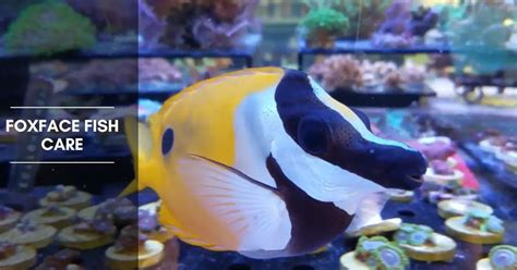 Foxface Fish Care: Are they reef-safe fish? - The Aquarium Adviser