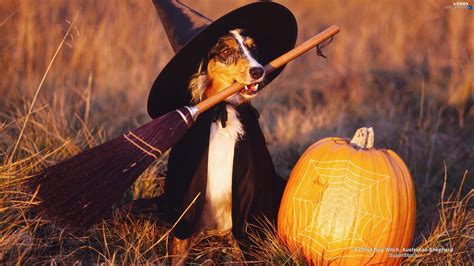 Halloween Puppy Wallpapers - Top Free Halloween Puppy Backgrounds ...