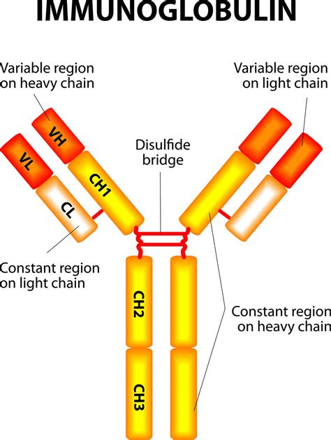 Immunoglobulin function, types, test & immunoglobulin deficiency