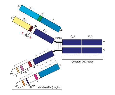 B-cell selection and evolution