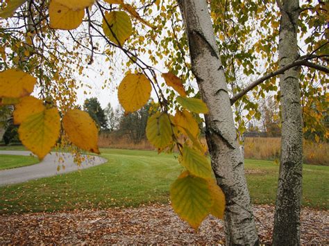 Leaves of Betula papyrifera (Paper Birch) turn a bright yellow in ...