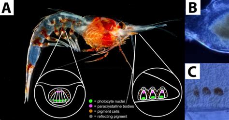 Deep-sea shrimp are covered in organs that see light | FIU News ...