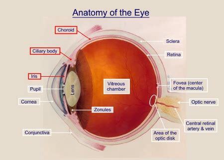 Parsplantis.org | Uveitis.org | OIUF