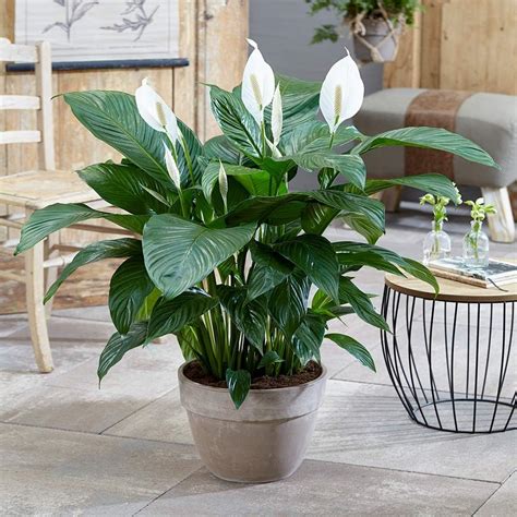 Spathiphyllum Fleur de Lune Plante d’intérieur – Arbuste intérieur en ...