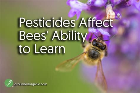 Pesticides Affect Bees' Ability to Learn - Grounded Organic