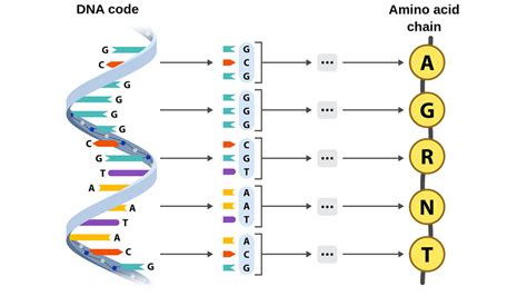 DNA As A Code - Labster