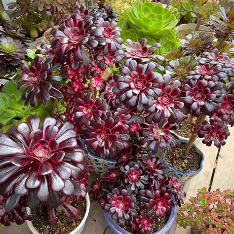 10 Popular Purple Succulents That Are Perfect For Indoor Garden