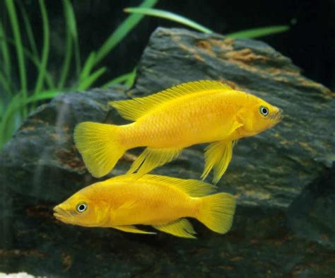 Lemon Oscar (Astronotus ocellatus): A Complete Care Guide