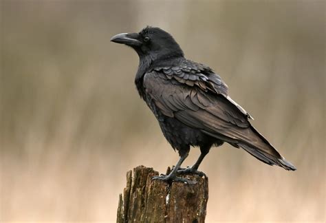 5 Fascinating Facts About Ravens - Farmers' Almanac - Plan Your Day ...