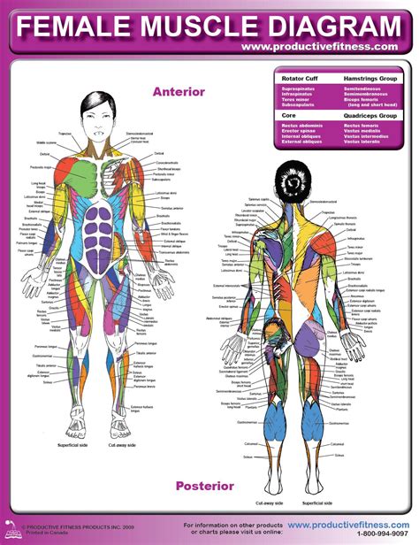 Female Muscle Diagram and Definitions | Jacki's Blog