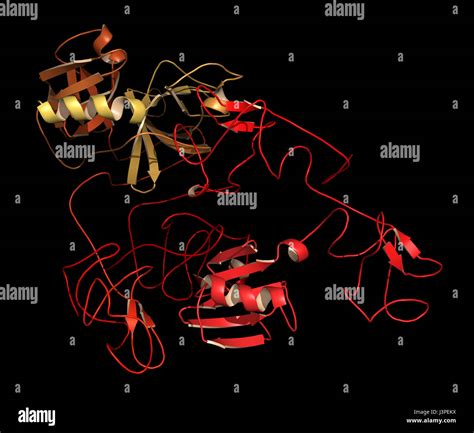 Plasminogen plasmin precursor protein. Plasmin is an enzyme responsible ...