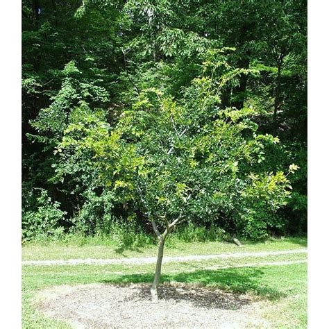 Celtis sinensis - Alchetron, The Free Social Encyclopedia