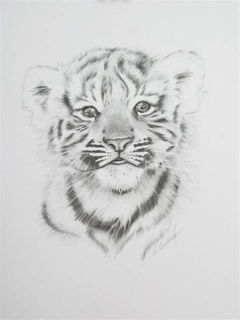 Baby Tiger Sketch at PaintingValley.com | Explore collection of Baby ...