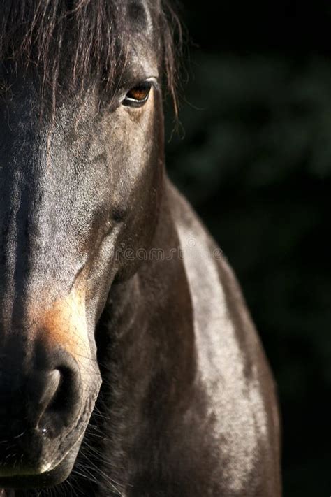 Horse Face Close Up Frontal Stock Image - Image of horses, glance: 50158263