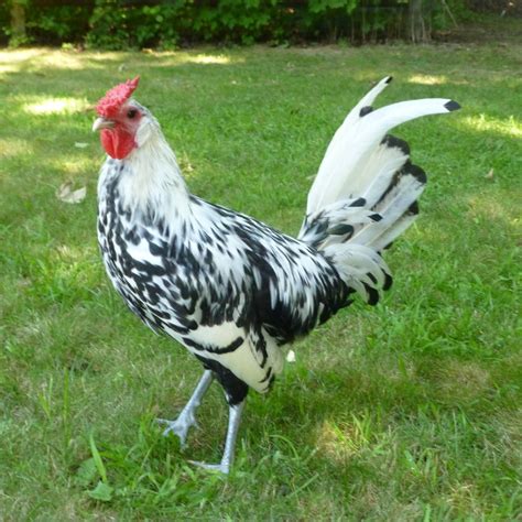 Oxord, MA Silver Spangled Hamburg Rooster | BackYard Chickens - Learn ...