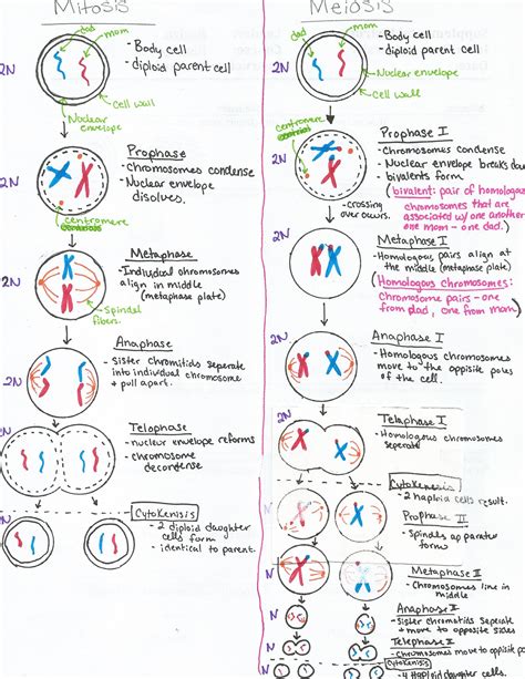 Meiosis, Biology lessons, Mitosis meiosis