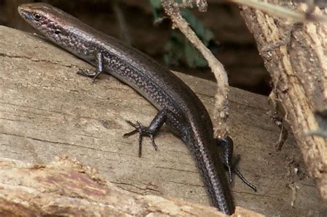 Common garden Skink - Drop tail Lizard | Australian animals, Lizard ...