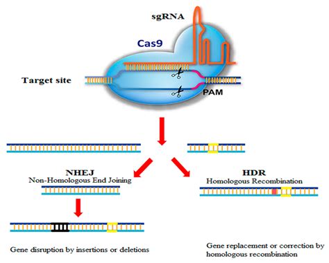 Crispr Cas9 | Bruin Blog