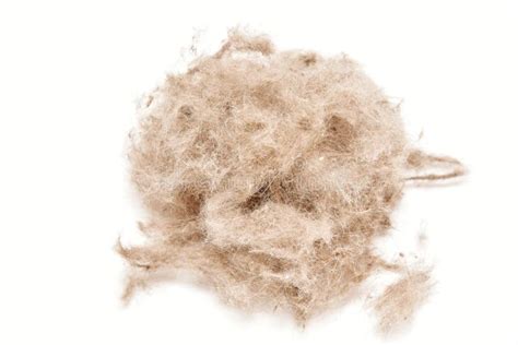 Ball of Animal Hair Fur, Cat or Dog Hair Stock Photo - Image of animal ...