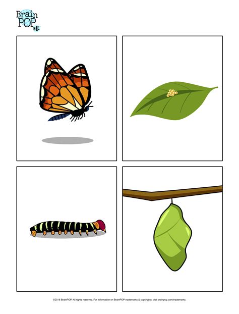 Use These Images Of The Stages In A Butterfly Life Cycle To Explore The ...