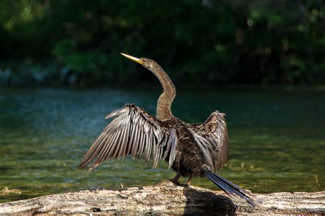 North Florida Nature | Anhingas & Cormorants