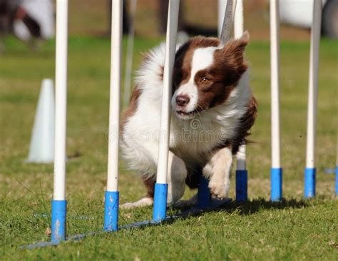 Border Collie agility stock photo. Image of working, agile - 8500622