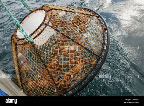 Crab pot is hauled up over the side of the boat during the commercial ...