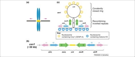 A role for recombination in centromere function: Trends in Genetics