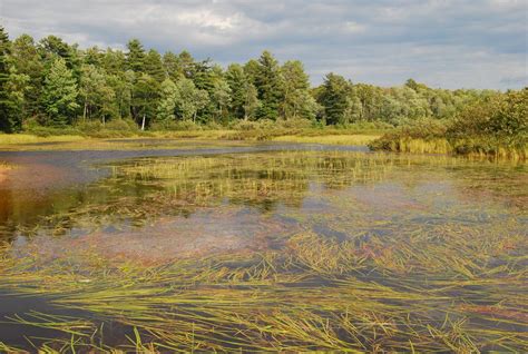 Wetlands | Climate Change Response Framework