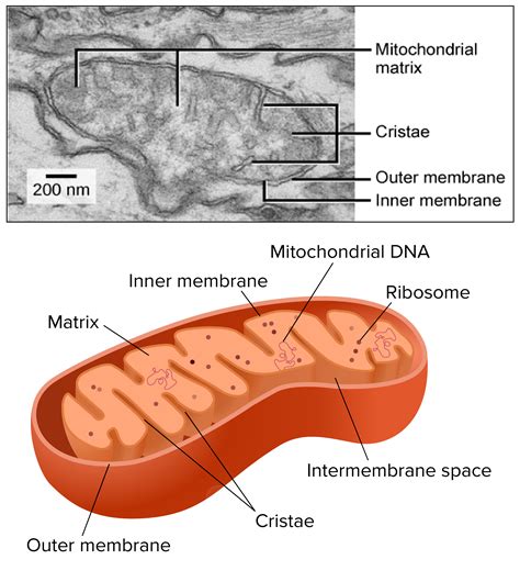 Mitochondria - Membrane Bound Organelles And Defining Characteristics ...