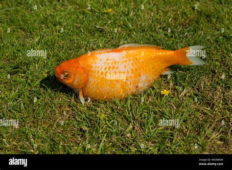 Goldfish with Dropsy Stock Photo - Alamy