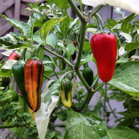 Fish Pepper- Organically Grown- 20+ Seeds | Pepper plants, Growing ...