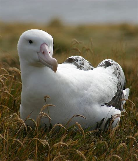 Wandering albatross – Australian Antarctic Program