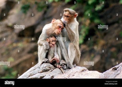 Monkeys family with baby Macaque India Monkey at forest area of western ...