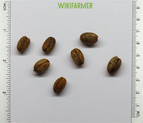 Palm tree Artigos - Wikifarmer