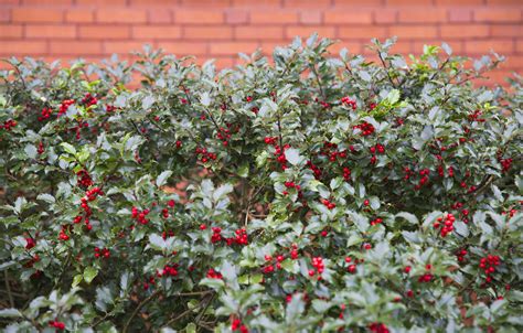 Garden Plot: Do some holly jolly pruning - WTOP News