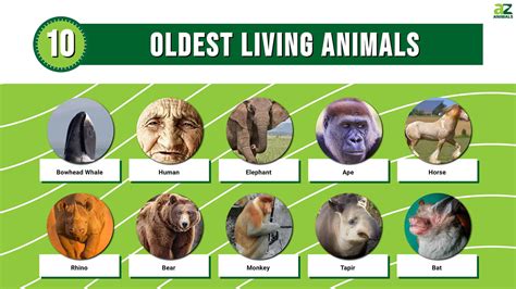 The 10 Oldest Living Mammals - A-Z Animals