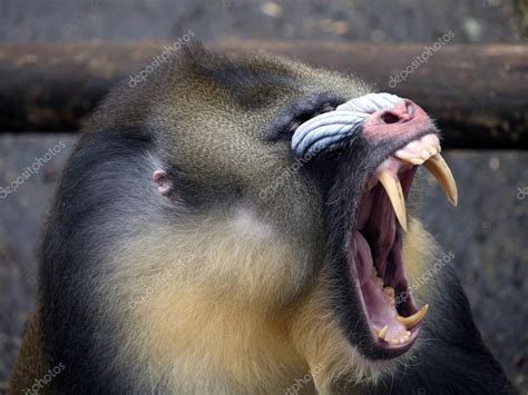 Mandrill Baboon Teeth