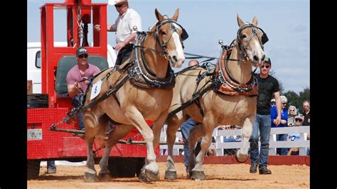 Gentle Giants - National Championship Draft Horse Pull - YouTube