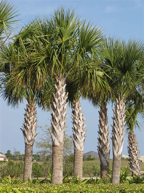 Lg. Cabbage Palmetto Palm Tree (sabal palmetto) – Fast Growing Palms