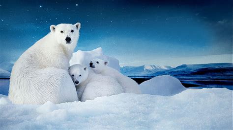 HD wallpaper: White Polar Bear With Two Cubs Small Desktop Wallpaper ...