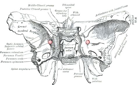 Foramen rotundum - Ars Neurochirurgica