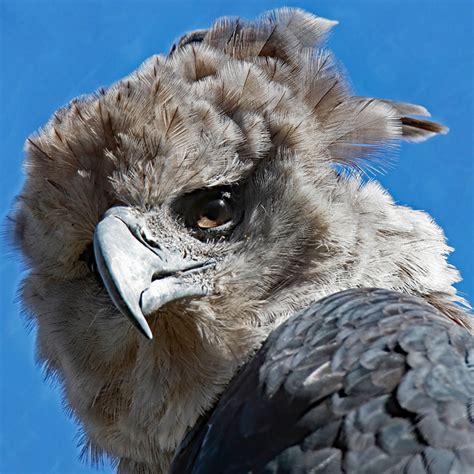 Harpy Eagle | Rainforest Animals