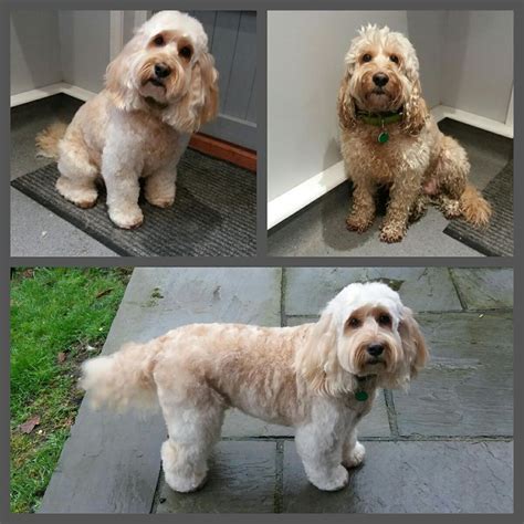 4 Popular Cockapoo Grooming Cuts – Cockapoo For Life