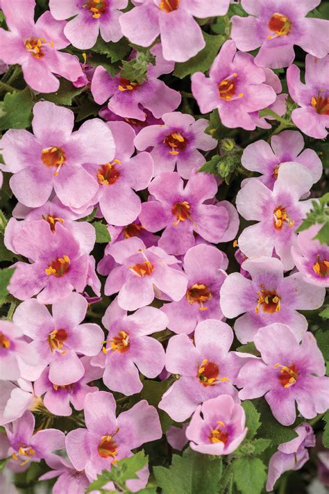 Snowstorm® Pink - Bacopa - Sutera cordata | Proven Winners