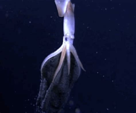 Weeping Squid GIFs - Find & Share on GIPHY