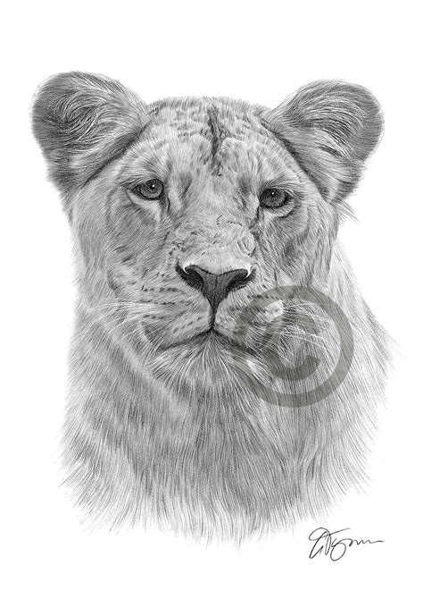 Pencil drawing of a lioness by UK artist Gary Tymon