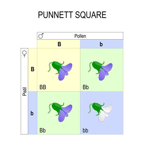 4p1 Mendelian Genetics – biotas