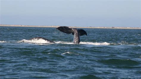 Gray Whales Breeding - YouTube