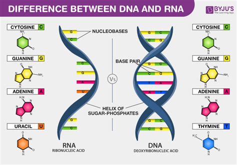 DNA vs RNA - Introduction and Differences between DNA and RNA